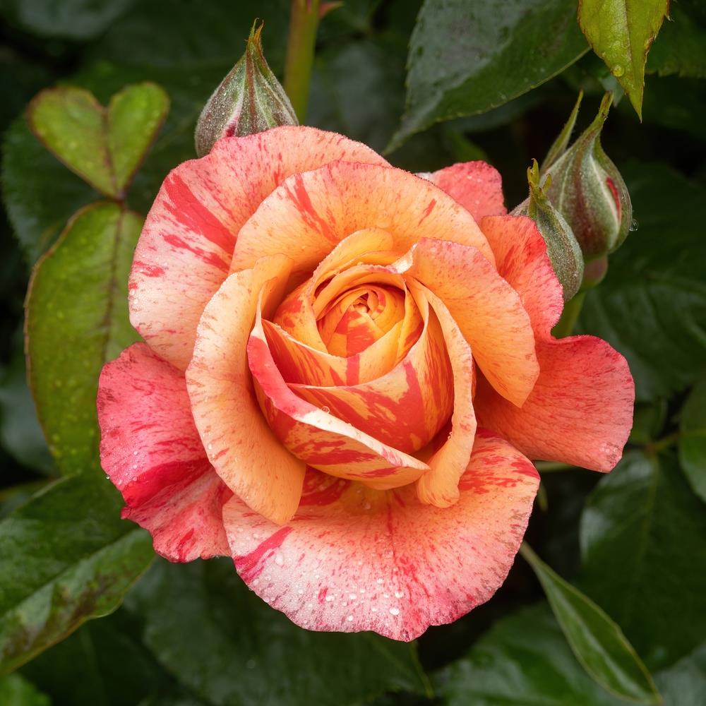 A single Rose 'Falstaff' (David Austin) bush in bloom, showcasing vibrant shades surrounded by lush green leaves and unopened buds.