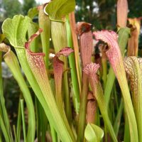 Sarracenias 'Pitcher Plants' showcase vibrant green and red hues with tall tubular leaves, thriving in a natural setting. These captivating carnivorous plants excel in a 3" pot, preserving their unique beauty indoors or outdoors.