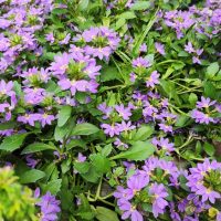 A dense cluster of Scaevola 'Purple' blooms vibrantly among green leaves in the garden bed, enhancing its beauty. Get it now in a 6" pot from the Growers Flash Sale!.