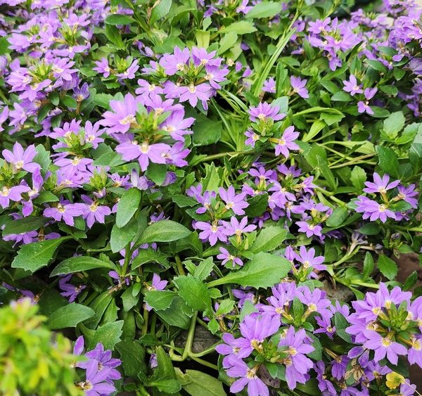 A dense cluster of Scaevola 'Purple' blooms vibrantly among green leaves in the garden bed, enhancing its beauty. Get it now in a 6" pot from the Growers Flash Sale!.