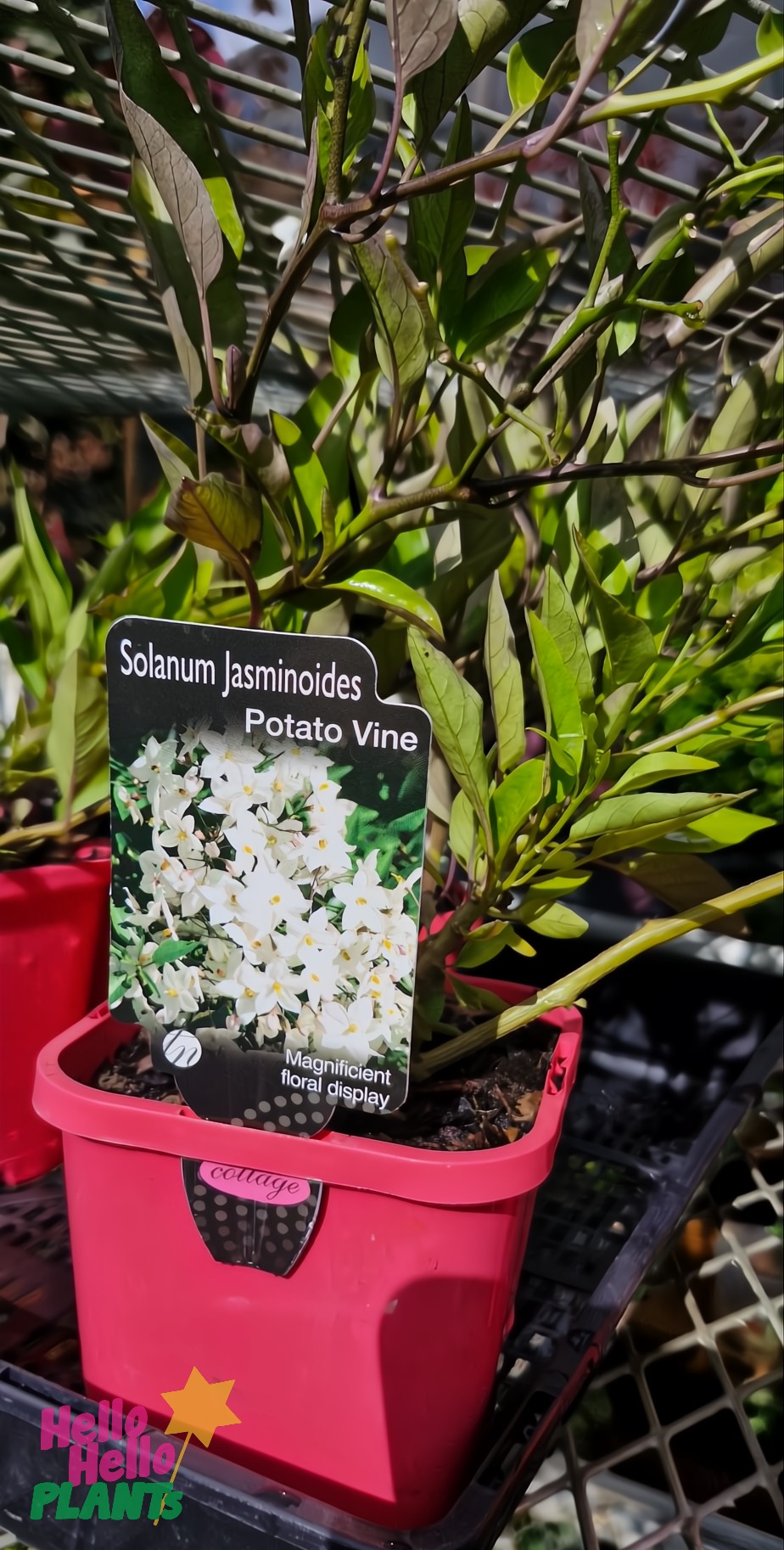 Solanum 'White Potato Vine' is displayed in a red 6" pot with a label depicting white flowers, resting on a shelf.