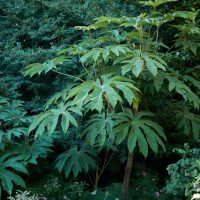 The Tetrapanax 'Rice Paper Plant' in an 8" pot flourishes in shaded gardens with its broad green leaves and sturdy stems, enhancing any foliage collection with rich texture.
