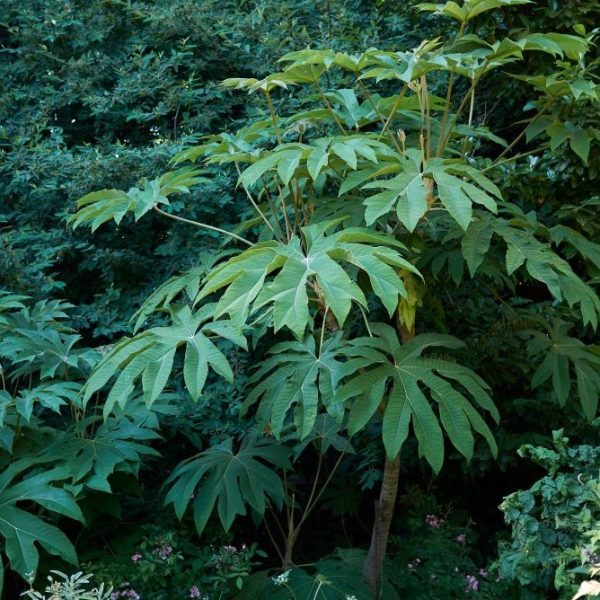 The Tetrapanax 'Rice Paper Plant' in an 8" pot flourishes in shaded gardens with its broad green leaves and sturdy stems, enhancing any foliage collection with rich texture.