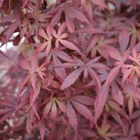 Close-up of red, pointed-lobed leaves densely covering the image, showcasing the delicate texture characteristic of the Acer 'Emerald Lace' Japanese Maple in a 110L pot.