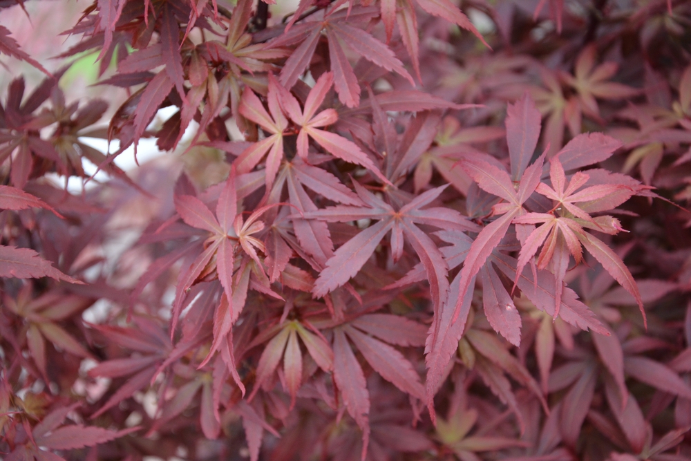Close-up of red, pointed-lobed leaves densely covering the image, showcasing the delicate texture characteristic of the Acer 'Emerald Lace' Japanese Maple in a 110L pot.