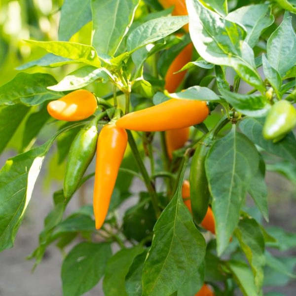 In a verdant garden, Capsicum 'Bulgarian Carrot' Chilli plants in vibrant orange and green flourish from 4" pots, their lush leaves embracing the scene with vitality.