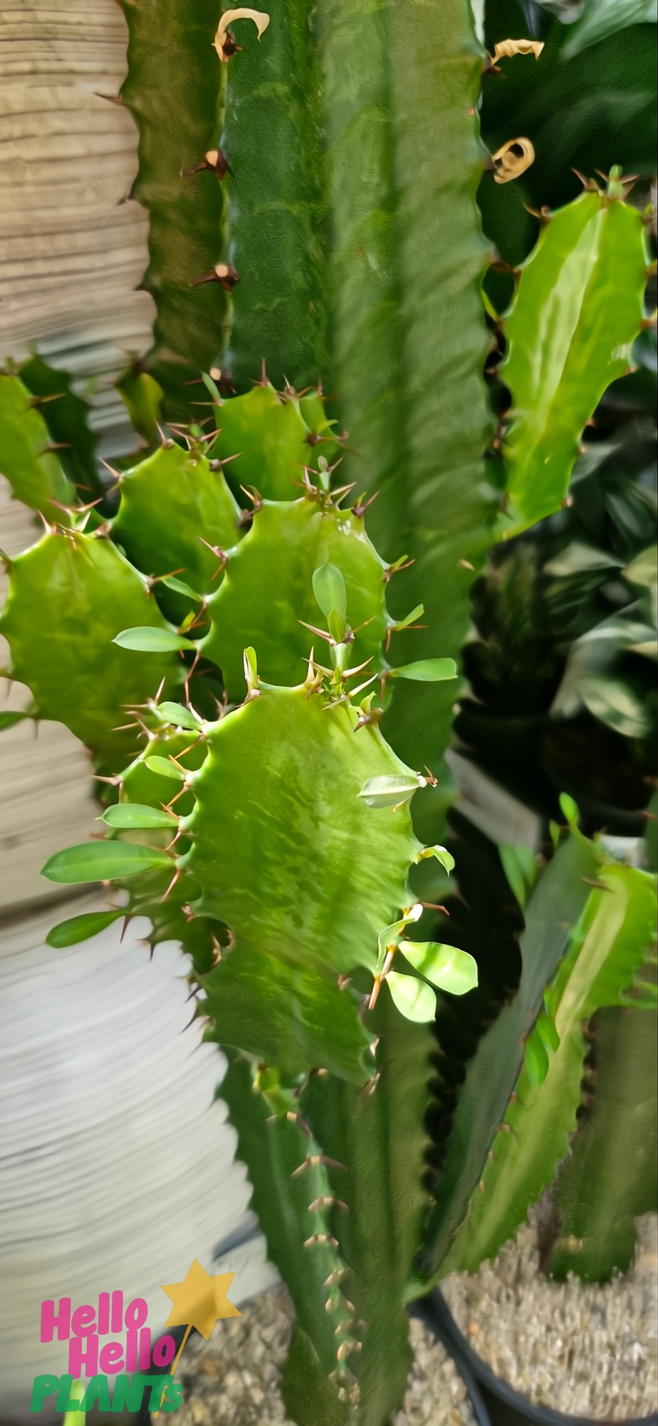 Close-up of Euphorbia eritrea 'Cowboy Cactus' in a 7" pot, showcasing its tall green ridged stems with small sharp thorns, set against a blurred brown wooden backdrop with gravel at the base for added rugged charm.