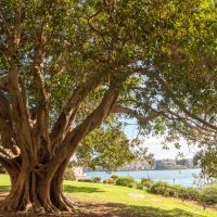 Large tree with sprawling branches in a park setting near a body of water. Buildings are visible in the distance under a clear sky.