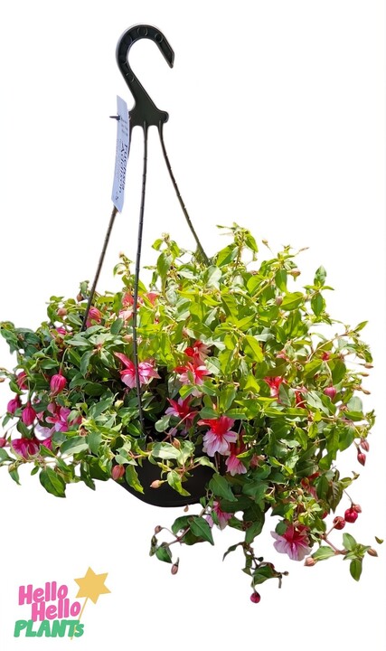A charming 10" hanging basket filled with pink and white blooms, like the enchanting Fuchsia 'Fairytales Addison,' accented by lush green leaves on a crisp white background.