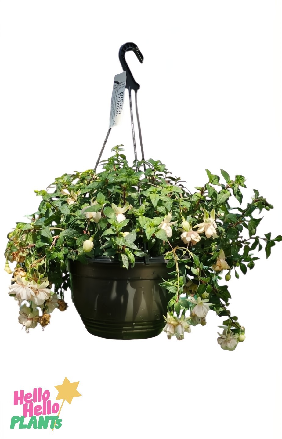 A 10" hanging basket featuring Fuchsia 'Fairytales Summer' with blooming white and pink-tinted flowers attached to a black hook, labeled with the "Hello Hello Plants" logo at the bottom.