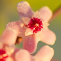 A close-up of a pink and white star-shaped flower with fuzzy petals evokes the charm of Hoya Carnosa 'Pink Hoya' 5" Pot Hanging Basket, set against a blurred green backdrop.