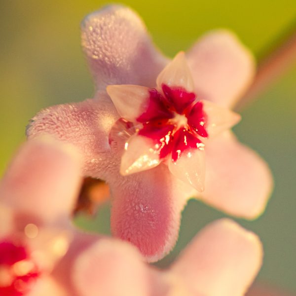 A close-up of a pink and white star-shaped flower with fuzzy petals evokes the charm of Hoya Carnosa 'Pink Hoya' 5" Pot Hanging Basket, set against a blurred green backdrop.