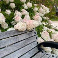 A wooden bench sits gracefully beside blooming white and pink Hydrangea 'Hercules' in an 8" pot. A brick building and lush lawn complete the tranquil scene.