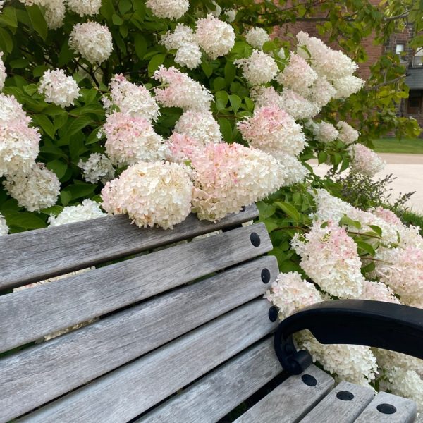 A wooden bench sits gracefully beside blooming white and pink Hydrangea 'Hercules' in an 8" pot. A brick building and lush lawn complete the tranquil scene.