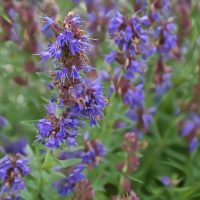 Dense clusters of blue and purple flowers with thin petals flourish in the Hyssop 4" Pot, surrounded by lush green foliage.