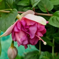 The Fuchsia 'Fairytales Paris' in a 10" hanging basket showcases a close-up of its pink and white flowers in full bloom, surrounded by green leaves, with a small bud nearby.
