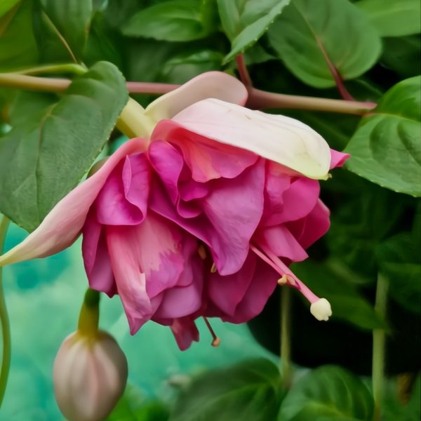 The Fuchsia 'Fairytales Paris' in a 10" hanging basket showcases a close-up of its pink and white flowers in full bloom, surrounded by green leaves, with a small bud nearby.