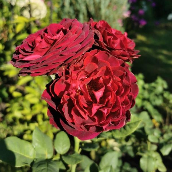 Three dark red Rose 'Belle de Bom' blooms with lush green leaves in the background.