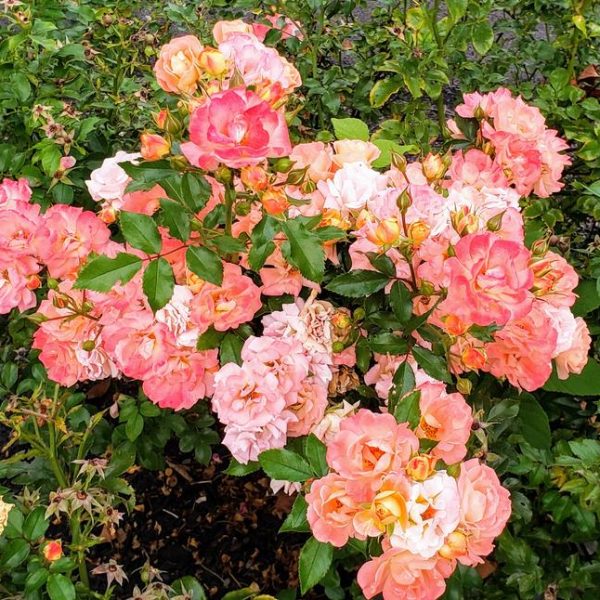 The Rose 'DRIFT® Peach' Groundcover features a cluster of vibrant pink and peach roses with lush green leaves to create a stunning garden cover.
