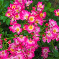 The 'DRIFT® Red' Groundcover Rose features bright pink and white flowers with yellow centers amidst green foliage, resembling vibrant groundcover blooms.