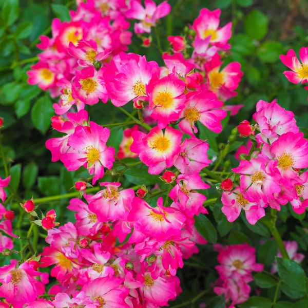 The 'DRIFT® Red' Groundcover Rose features bright pink and white flowers with yellow centers amidst green foliage, resembling vibrant groundcover blooms.