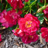 The Rose 'DRIFT® Peach' Groundcover, featuring fully bloomed roses with lush green leaves and nestled in bark mulch, creates a stunning display.