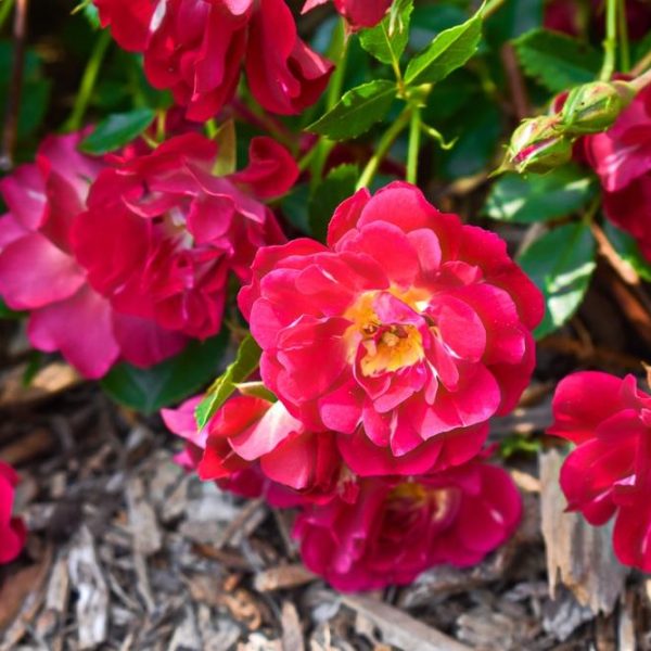 The Rose 'DRIFT® Peach' Groundcover, featuring fully bloomed roses with lush green leaves and nestled in bark mulch, creates a stunning display.