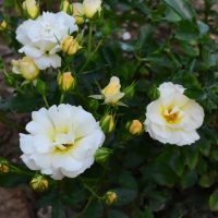 Lush green leaves and white roses with yellow centers thrive in a garden, beautifully complemented by the vibrant Rose 'DRIFT® Pink' Groundcover.