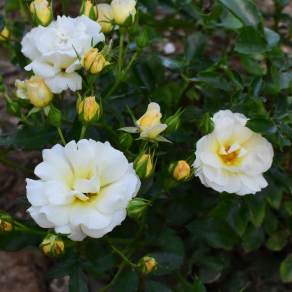 Lush green leaves and white roses with yellow centers thrive in a garden, beautifully complemented by the vibrant Rose 'DRIFT® Pink' Groundcover.