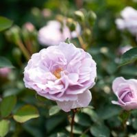 A light purple Rose 'Simplicity Lavender' Bush Form in full bloom with green leaves and another rosebud in the background.