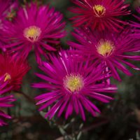 Clusters of vivid magenta Mesembryanthemum 'Purple' Pig Face flowers bloom in sunlight, with narrow petals and yellow centers creating a stunning display. Perfect for gardens, these beauties thrive in a 6" pot, showcasing their unique charm.