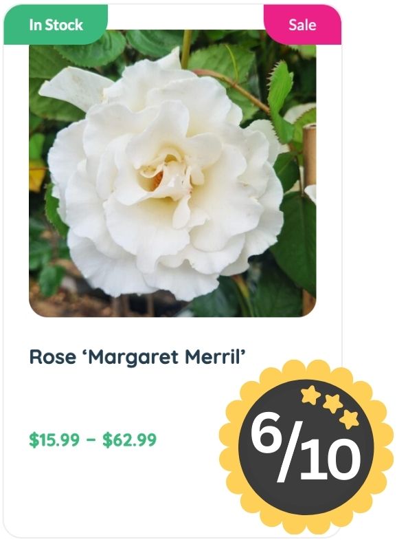 A white Margaret Merril rose in bloom is shown with "In Stock," "Sale," a price range of $15.99–$62.99, a 6/10 rating badge, and a hint of the classic Rose Smell.