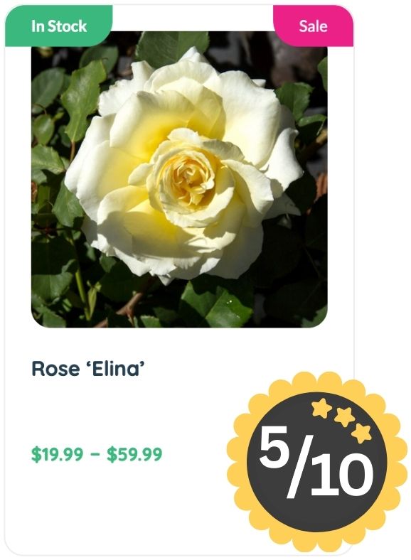 A cream and yellow rose labeled "Rose 'Elina’" is shown for sale, priced $19.99–$59.99, marked as both "In Stock" and "Sale," rated 5 out of 10, with a subtle Rose Smell.