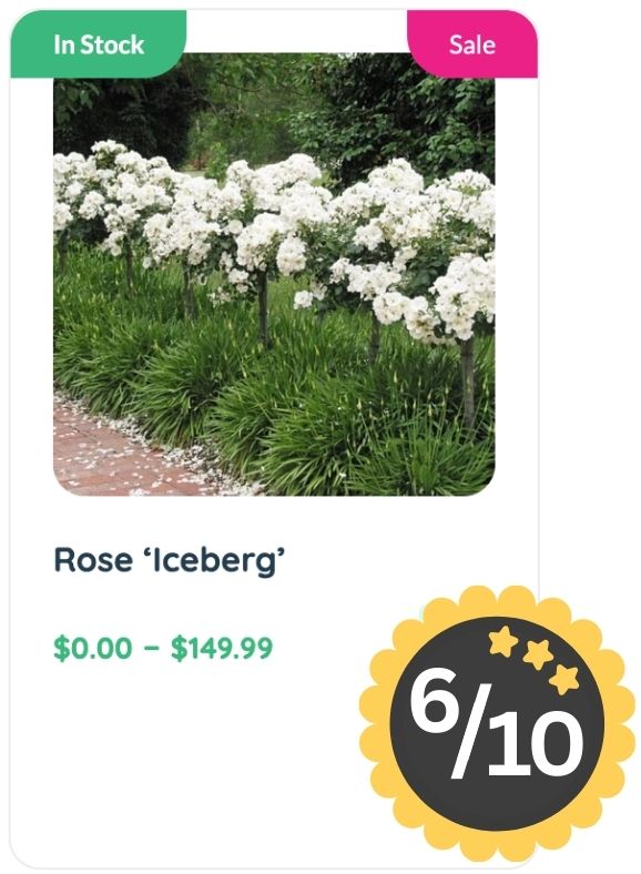 A row of white 'Iceberg' rose bushes, known for their subtle rose smell, lines a path; product listing indicates prices from $0.00 to $149.99, with a 6 out of 10 rating shown.