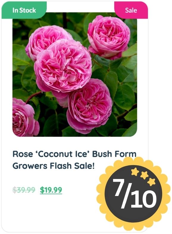 A cluster of pink 'Coconut Ice' roses with green leaves, exuding a lovely rose smell, labeled as in stock and on sale for $19.99, with a 7 out of 10 rating badge.