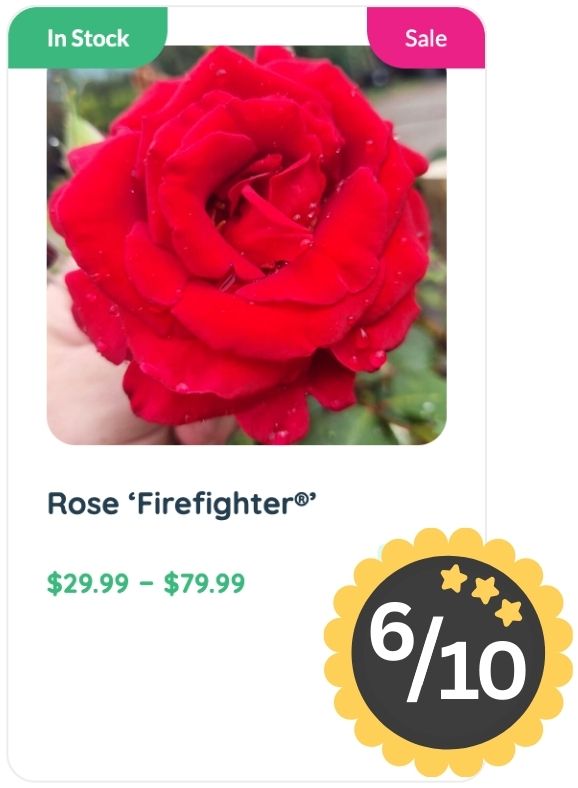 A hand holds a vibrant red rose labeled 'Firefighter,' known for its strong rose smell, with price range $29.99–$79.99 shown, in-stock and sale tags, and a 6 out of 10 rating badge.