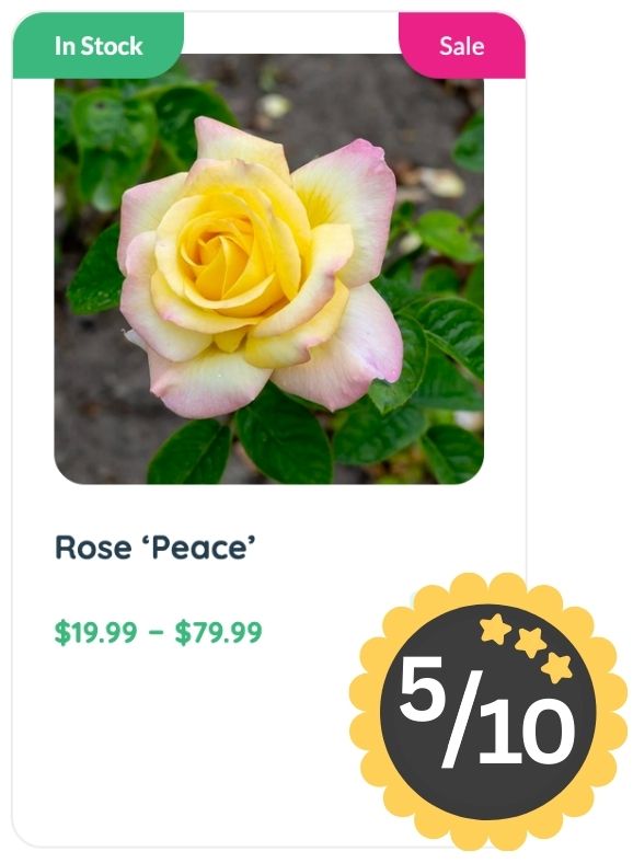 A yellow and pale pink rose labeled 'Peace' is shown for sale, priced from $19.99 to $79.99, featuring a subtle rose smell, a 5 out of 10 rating badge, and marked as in stock and on sale.