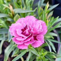 A detailed view of the Dianthus Carnation Oscar "Pink and Purple" 6" pot shows blooming pink ruffled petals adding elegance, encircled by lush green leaves.