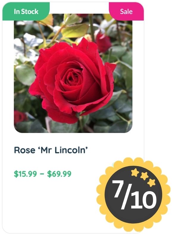 A close-up of a red ‘Mr Lincoln’ rose with green leaves in the background. Known for its classic rose smell, this plant is in stock, on sale, priced $15.99–$69.99, and rated 7 out of 10.