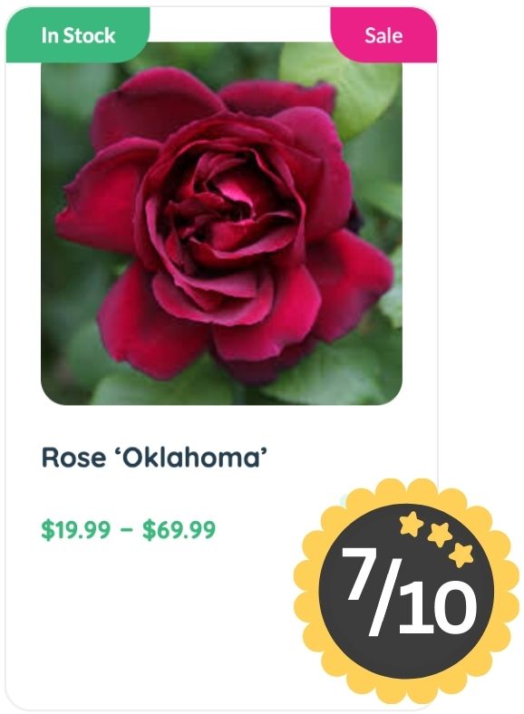A close-up of a dark red rose labeled "Rose ‘Oklahoma’," renowned for its rich Rose Smell, with prices from $19.99 to $69.99, marked as in stock and on sale, and rated 7 out of 10.