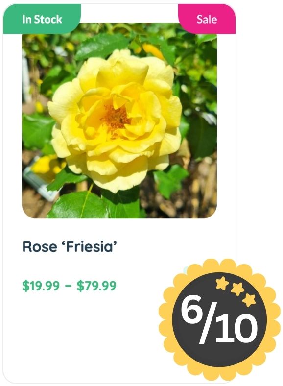 A yellow 'Friesia' rose in bloom known for its delightful rose smell is shown with a price range of $19.99 to $79.99, marked as in stock and on sale, featuring a 6 out of 10 rating badge.