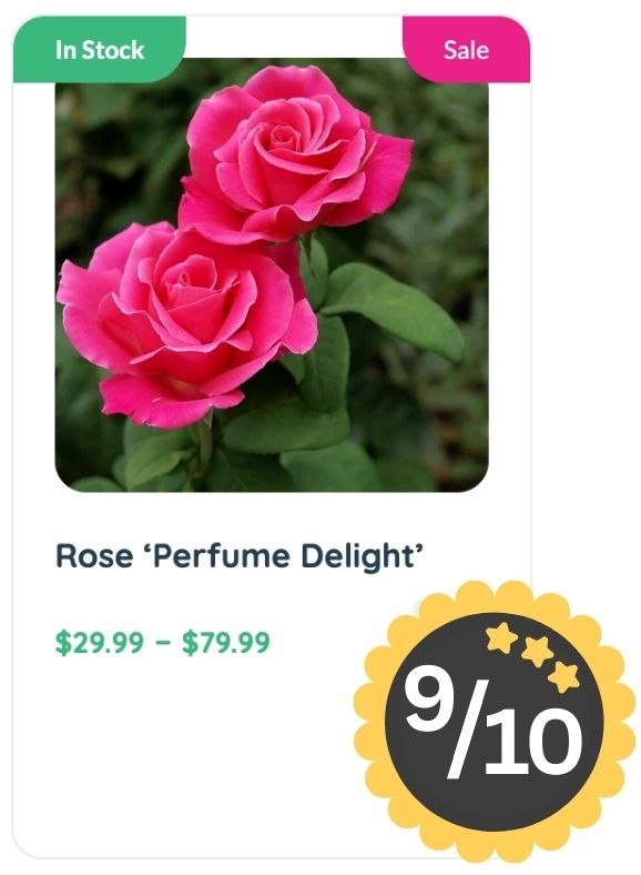 Two bright pink roses labeled "Rose ‘Perfume Delight’" boast a lovely rose smell, with prices from $29.99–$79.99, in-stock and on sale, plus an impressive 9 out of 10 rating badge.