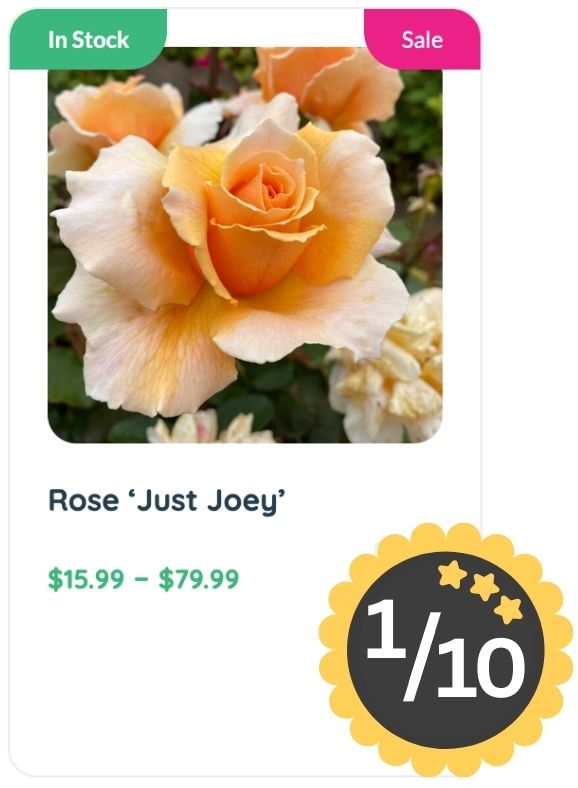 A peach-orange 'Just Joey' rose in bloom, known for its delightful rose smell, with in-stock and sale labels. Priced $15.99–$79.99, it has a rating badge showing 1 out of 10 stars.