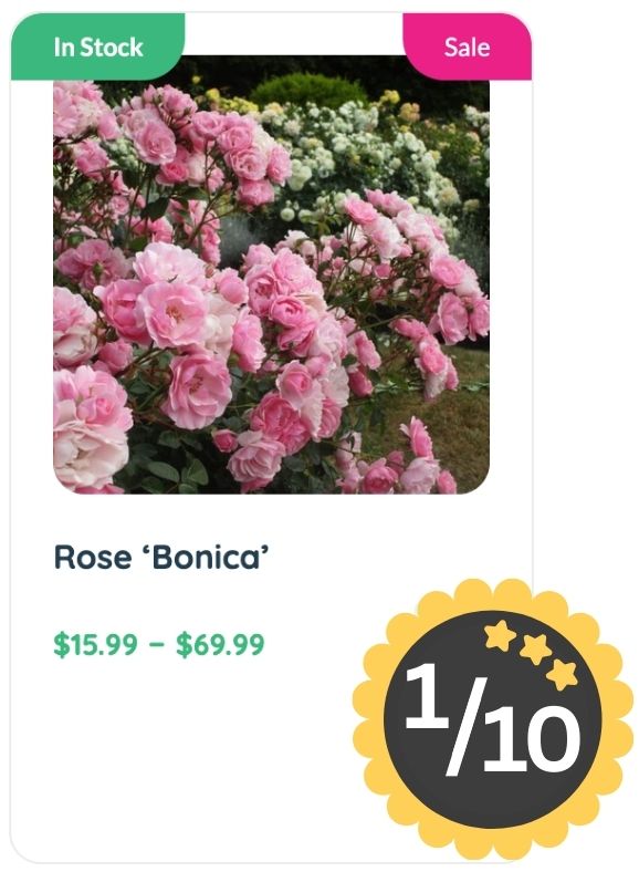 Pink Rose 'Bonica' bush in bloom, renowned for its classic rose smell, listed for sale with prices from $15.99 to $69.99. A badge shows a rating of 1 out of 10 stars.