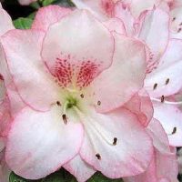 An Azalea 'Amy' in a 6" pot brings calm beauty to any space, just like a peaceful day at the seaside with gentle waves and blue skies.