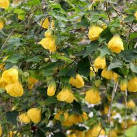 A dense cluster of leafy branches with numerous hanging yellow flowers in bloom.