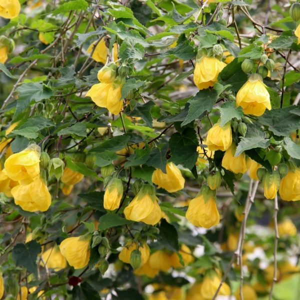 A dense cluster of leafy branches with numerous hanging yellow flowers in bloom.