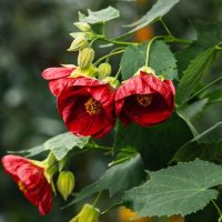 Red flowers with green leaves and unopened buds on a plant against a blurred background.