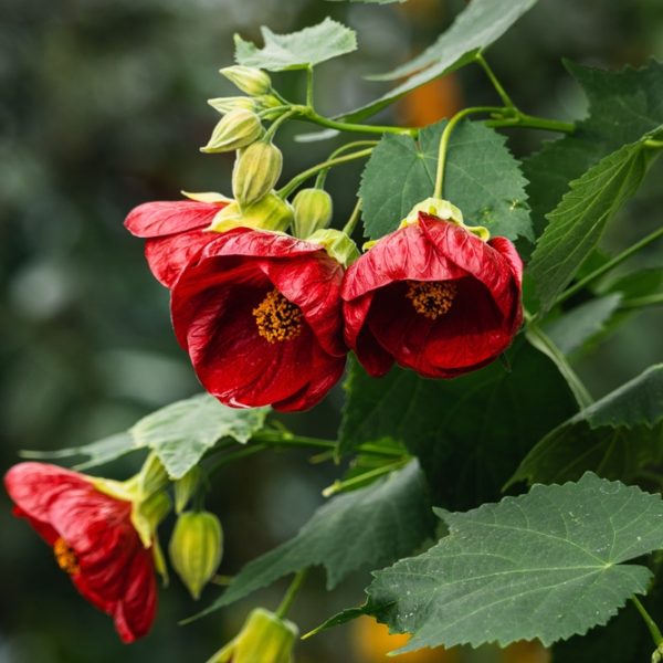 Red flowers with green leaves and unopened buds on a plant against a blurred background.