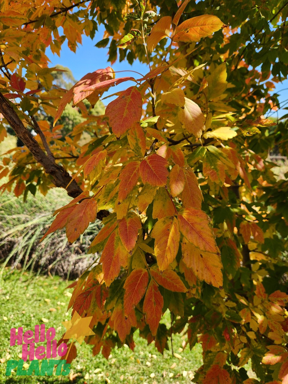 Acer 'Sensation' Maple 12" Pot features branches with leaves transitioning from green to vibrant yellow and orange in autumn, set against a backdrop of blue sky and grass. Limited Flash Sale—don’t miss out!.